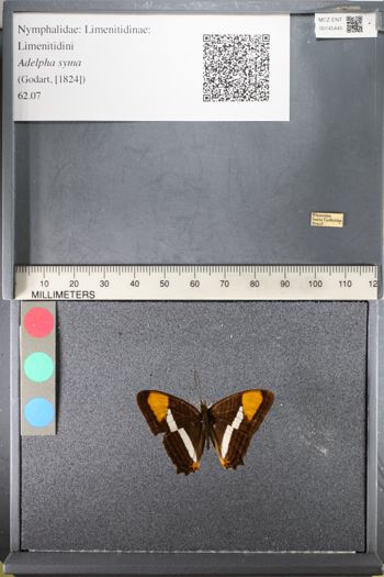 Media type: image;   Entomology 145445
